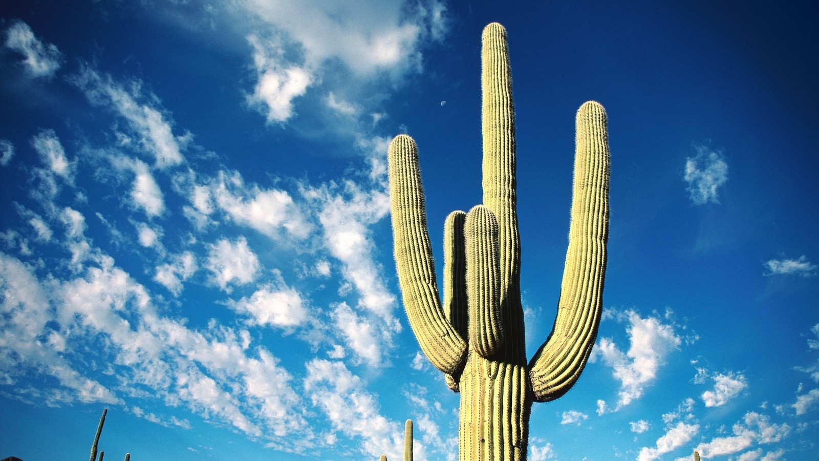 Beautiful Cactus Desktop Wallpaper