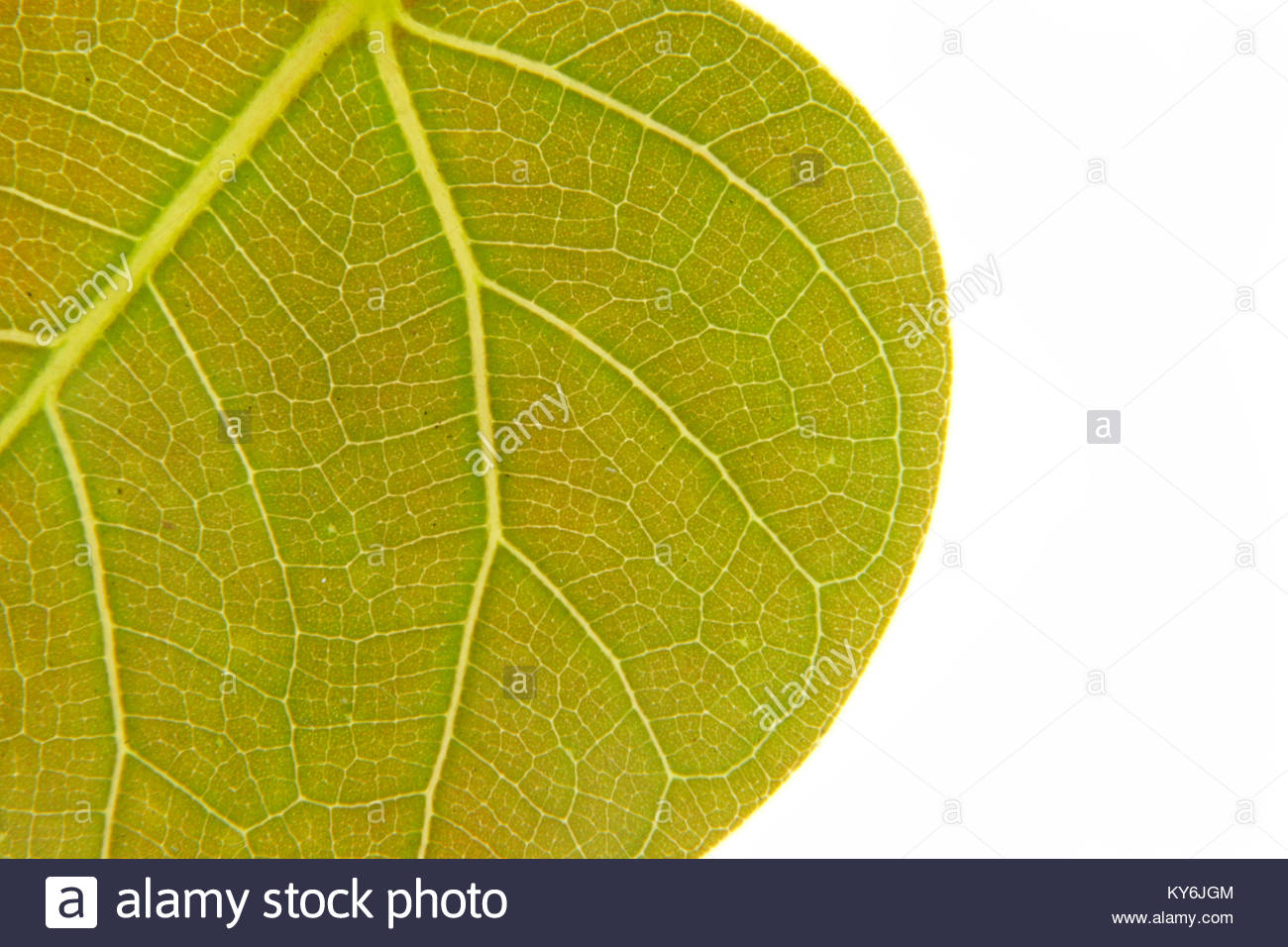 Close Up Yellow Bo Leaf Pho Bothi Isolated On White