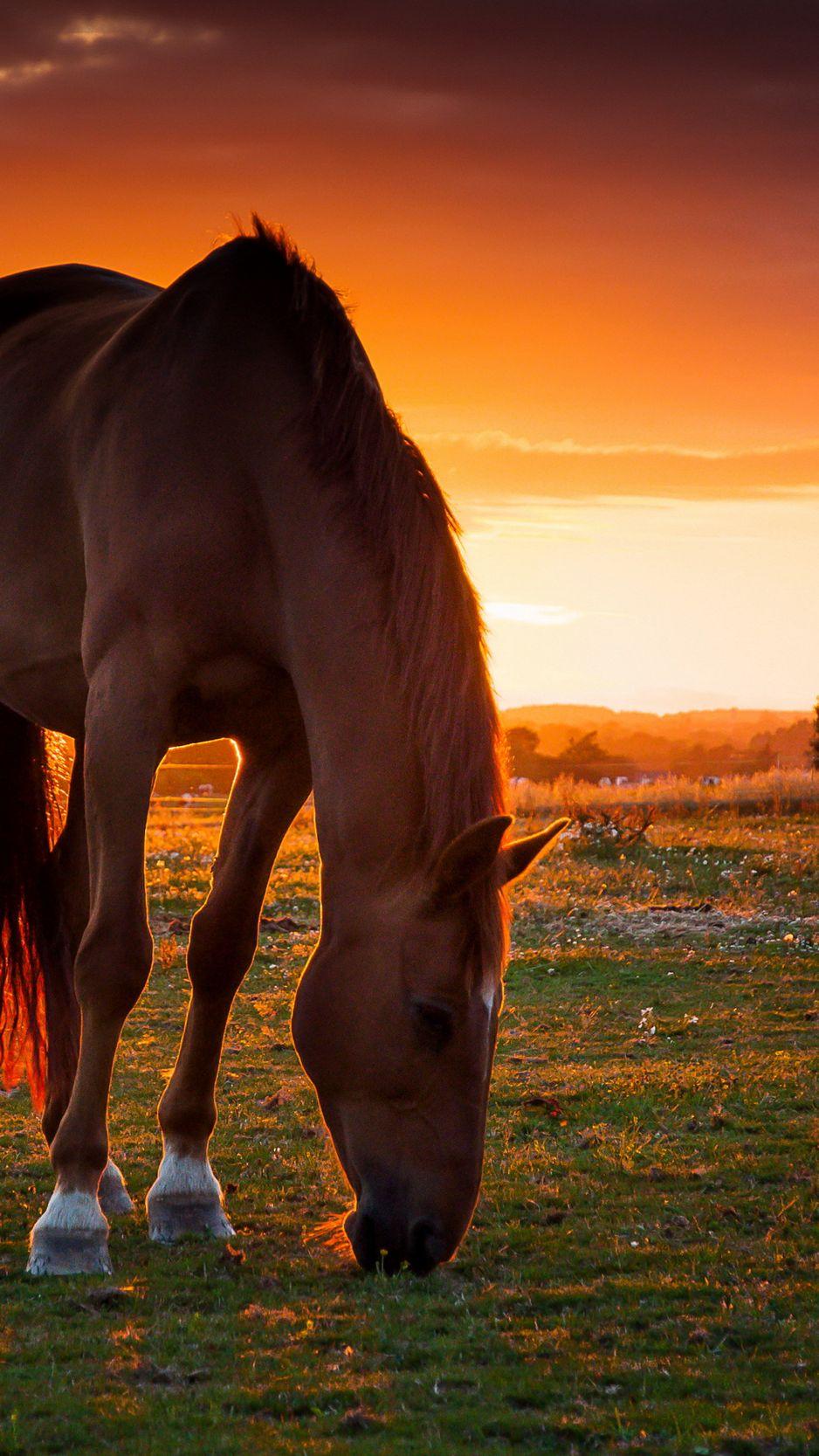 Wallpaper Horse Field Pasture Sunset iPhone