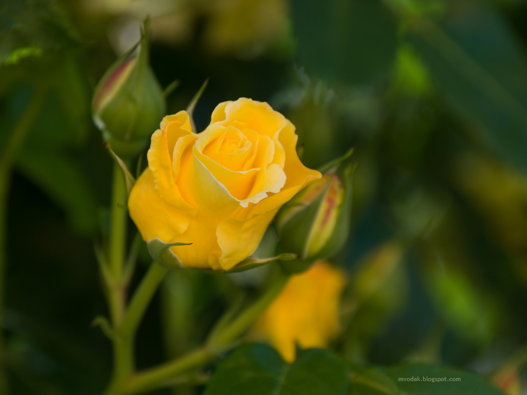 The Most Beautiful Yellow Roses X Y D Ng