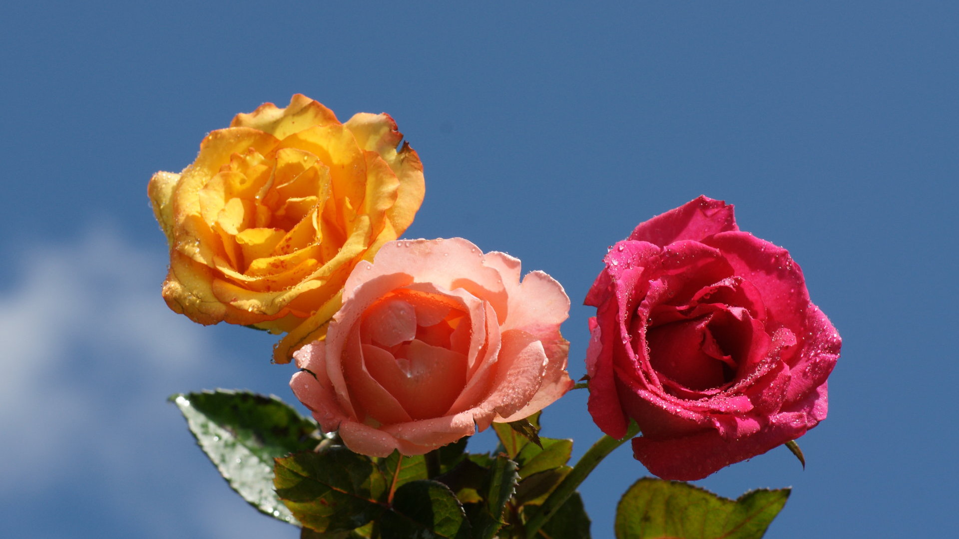 Christian Mother S Day Roses Desktop Pc And Mac Wallpaper