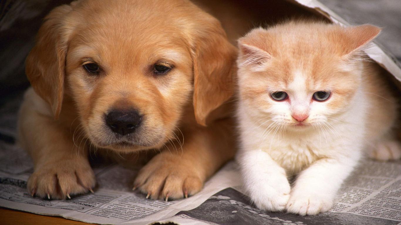 Free download Cats And Dogs Wallpaper Hd Cats And Dogs Wallpaper ...