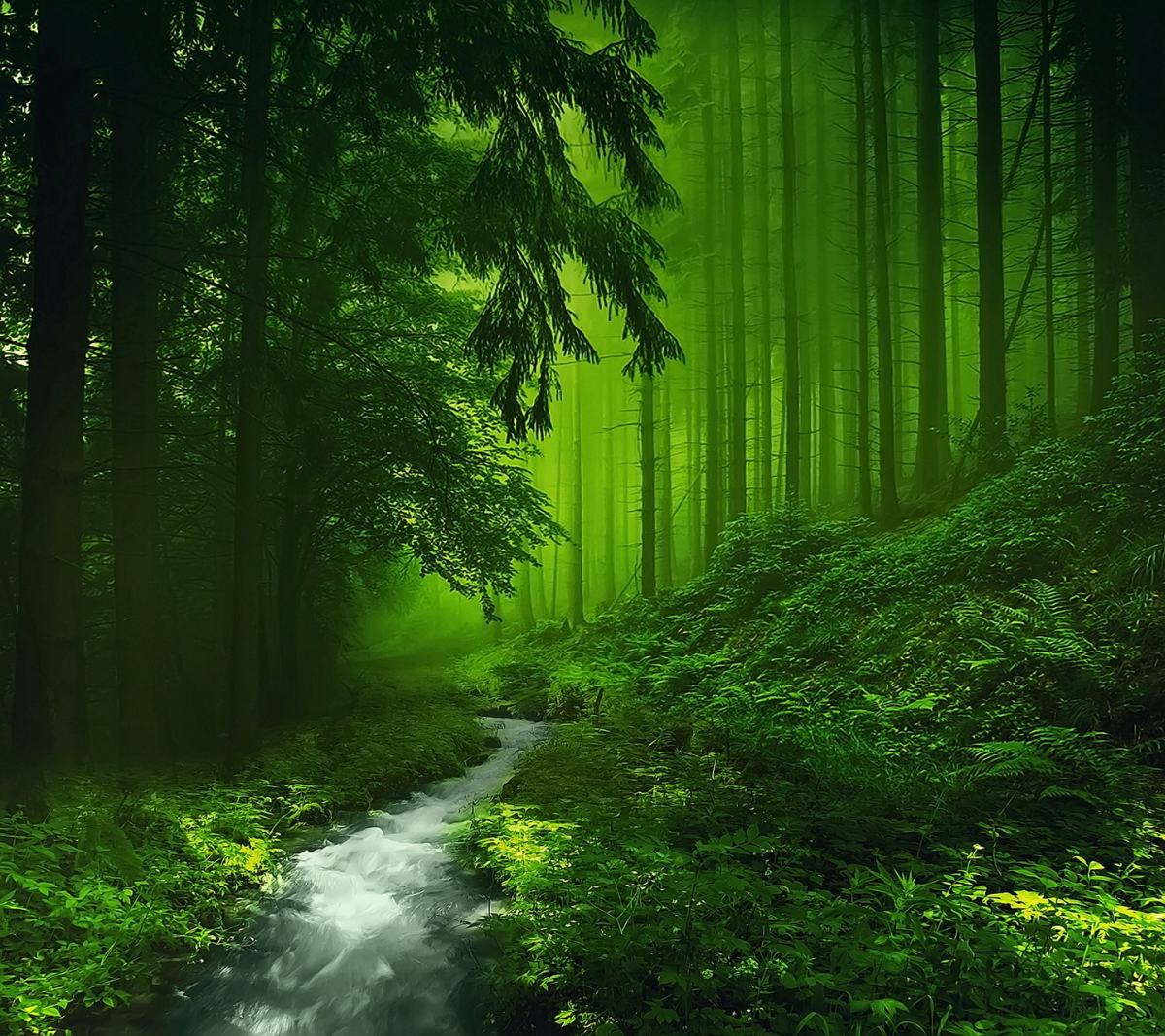 Green Forest Hd Wallpaper Daily Background In