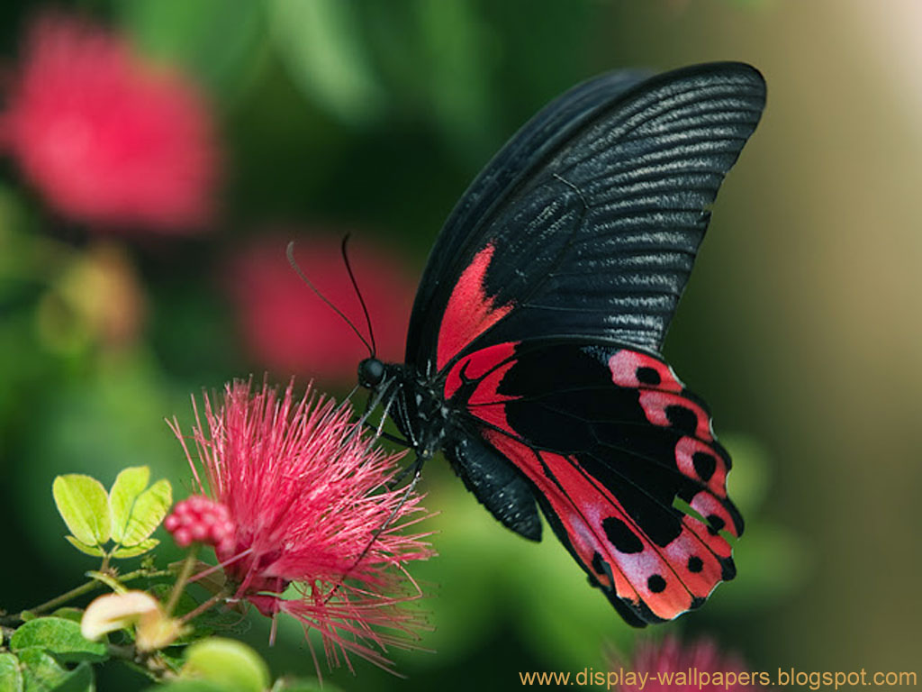 Wallpaper Butterfly Desktop Hd