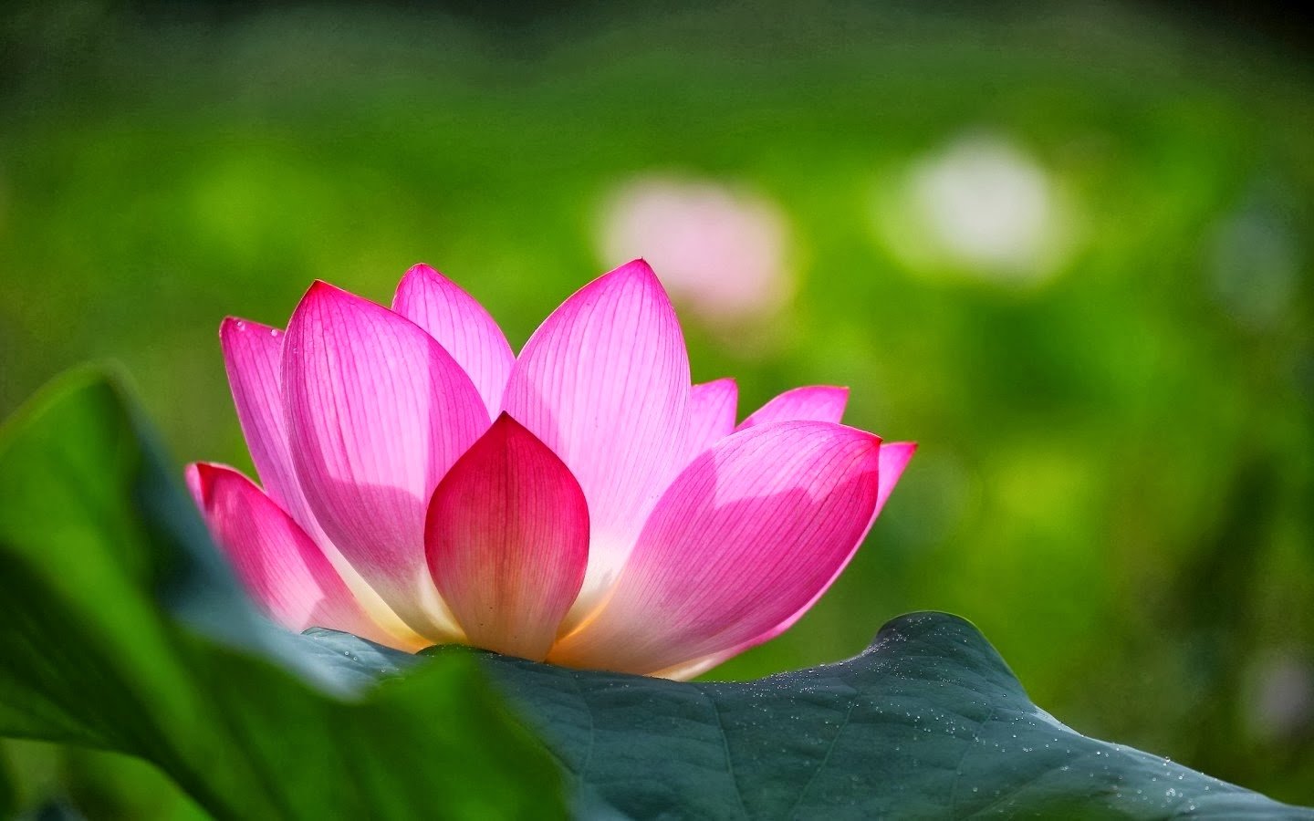 All new wallpaper Lotus flowers Wallpapers 1440x900