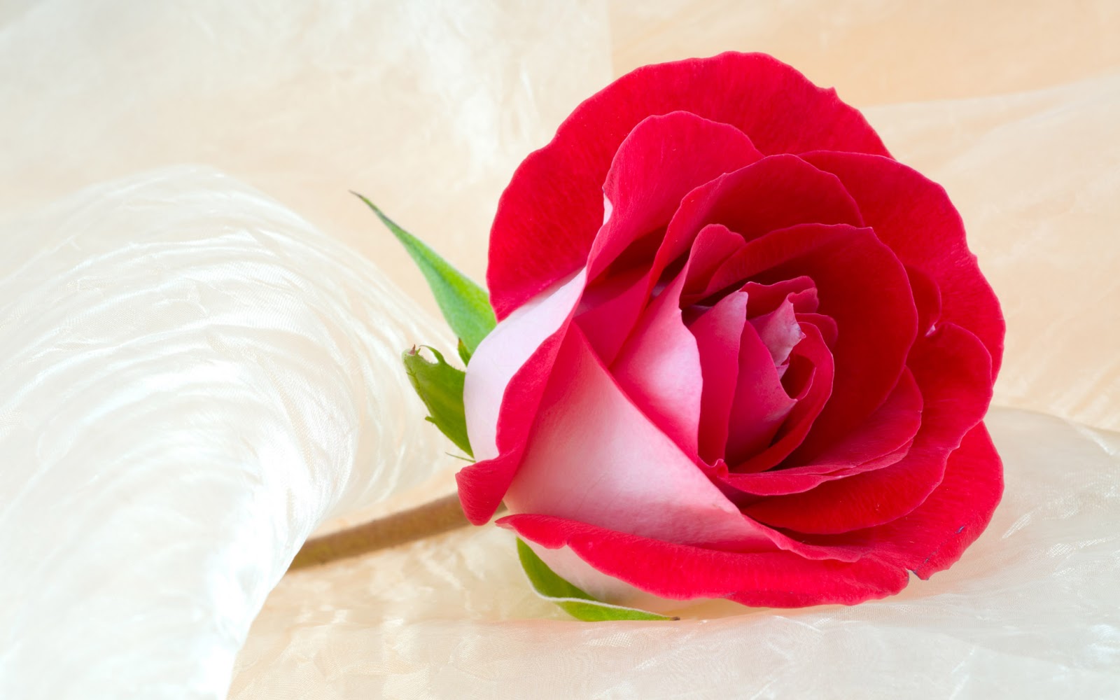 Beautiful HD Flower Wallpapers HD Wallpapers