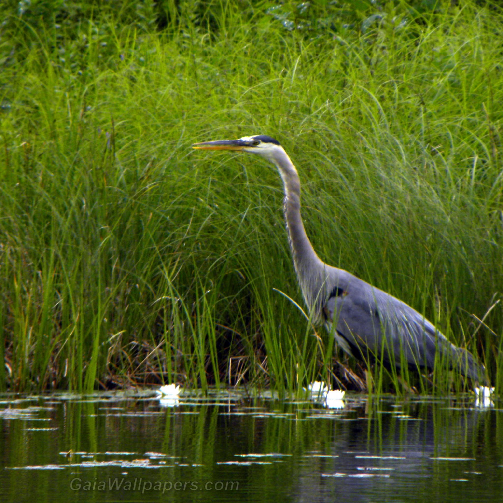 Fishing Great Blue Heron Wallpaper Desktop