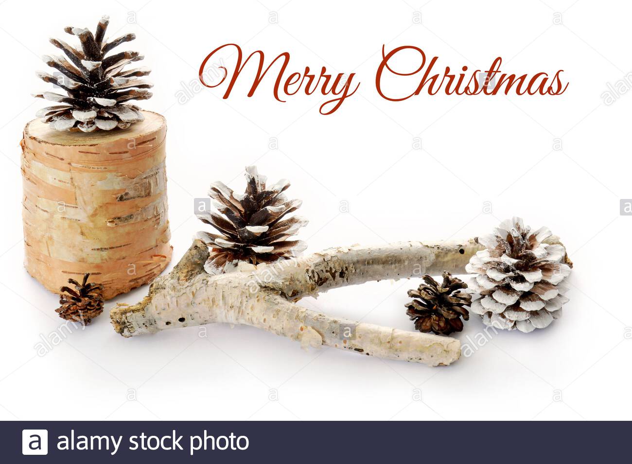 🔥 Free download Birch bark branch with snow flecked pine cones on white