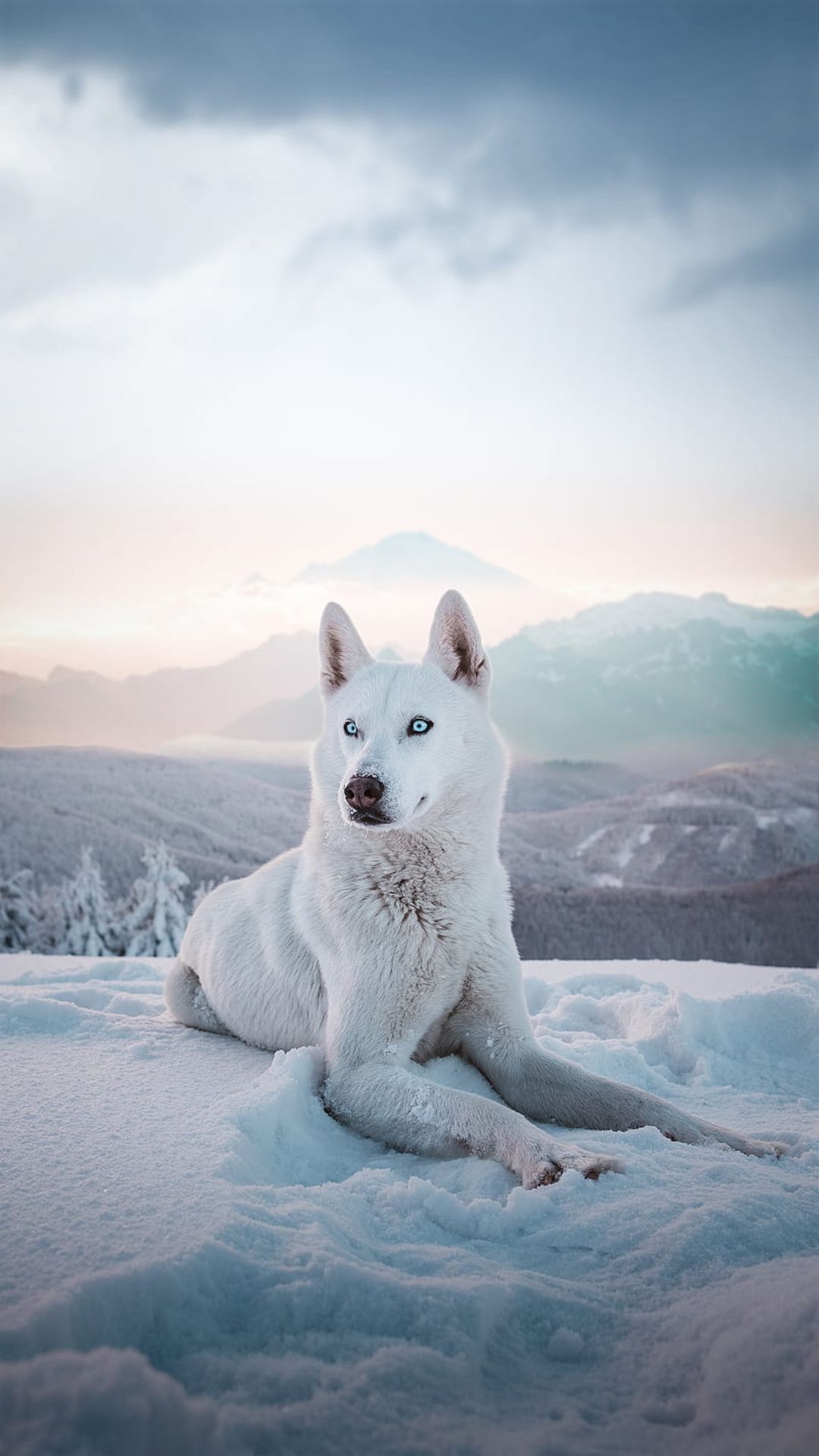 White Wolf Wallpaper Widescreen
