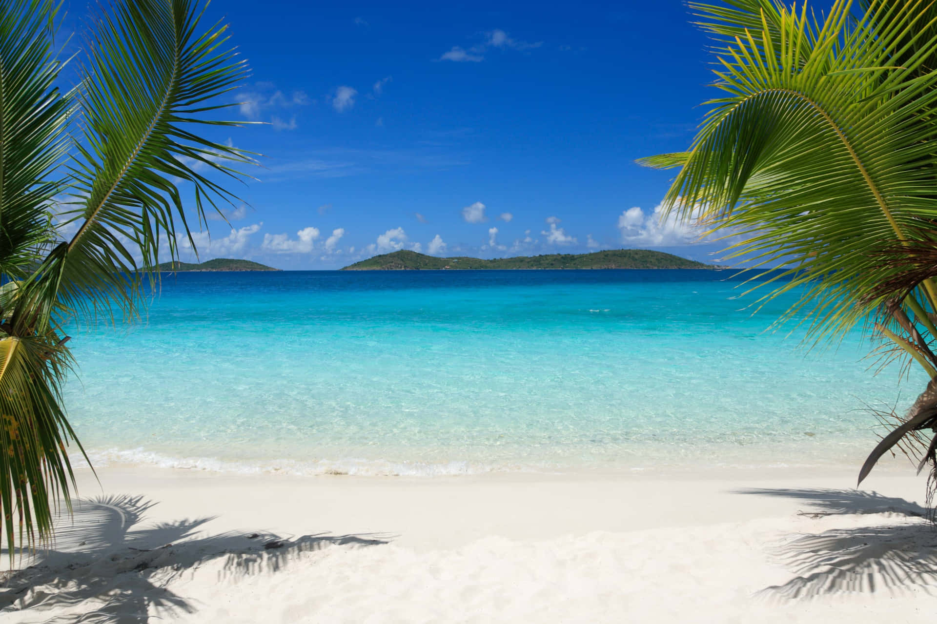 Palm Tree Beach Wallpaper
