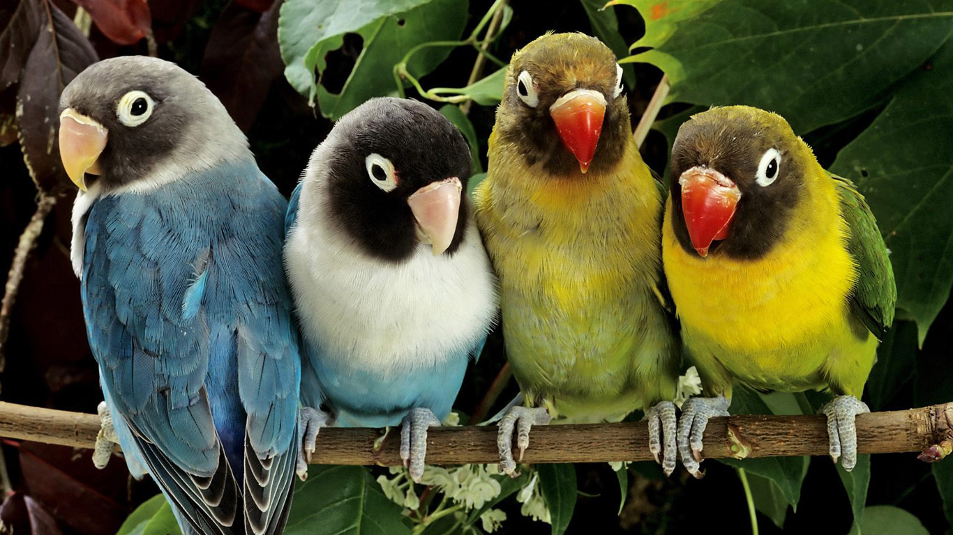 Parrot 2bwallpaper Wallpaper