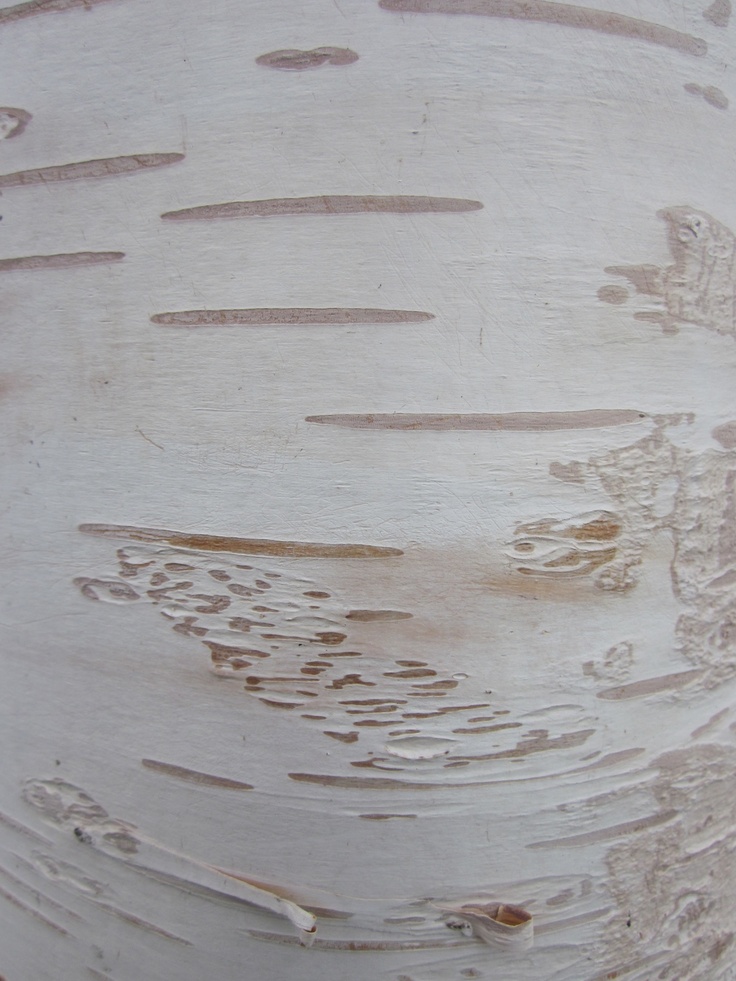 Silver Birch Bark Patterns And Textures