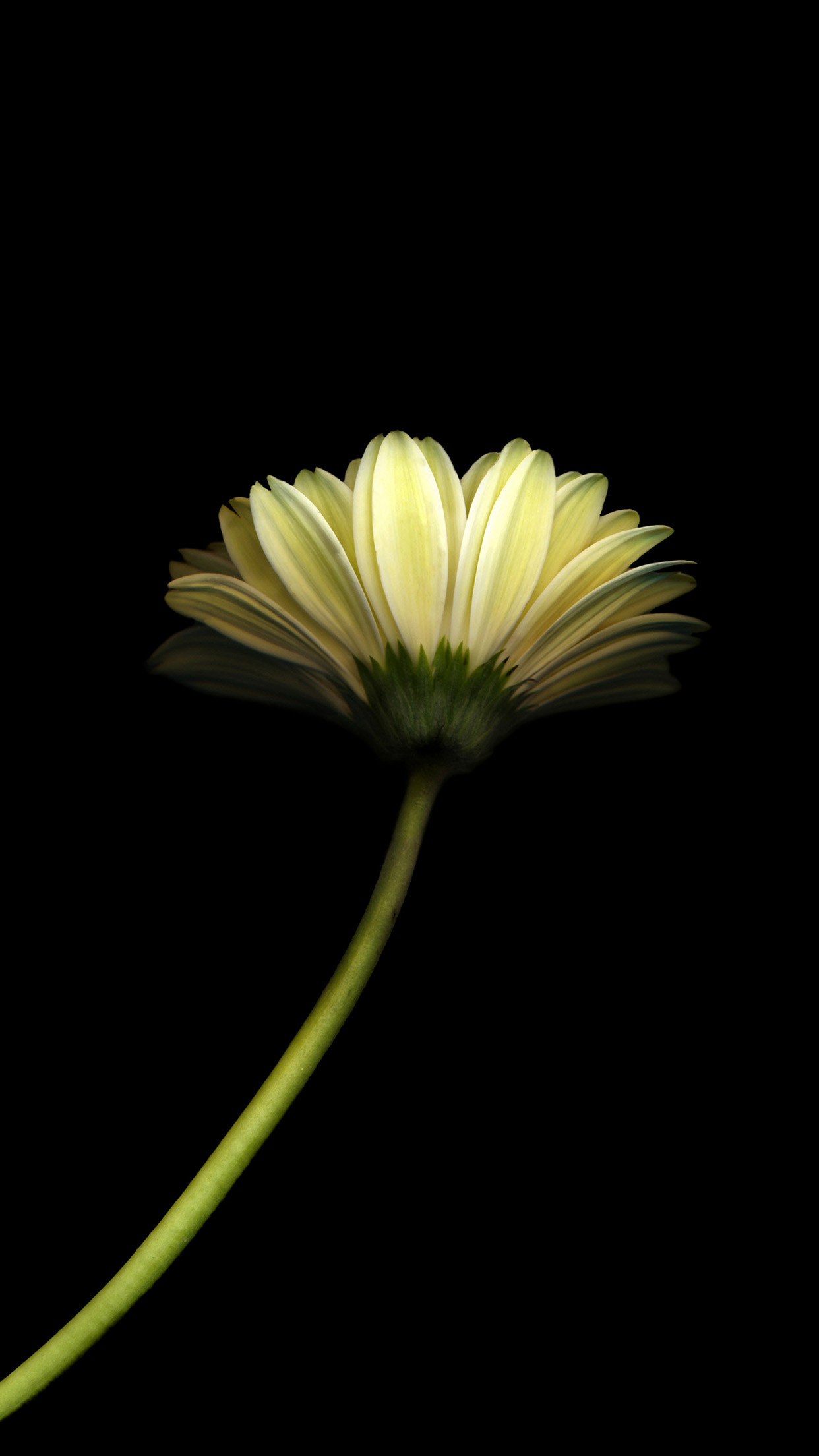 Minimal Flower Dark Android Wallpaper