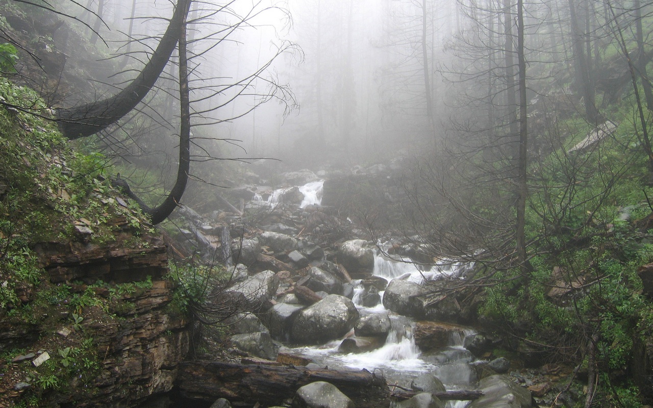 Rainy Forest Wallpaper Windows Background