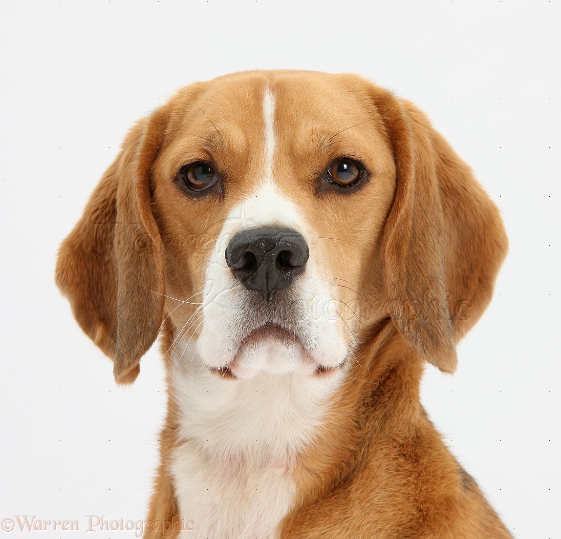 Beagle Dog Photo Wp37234