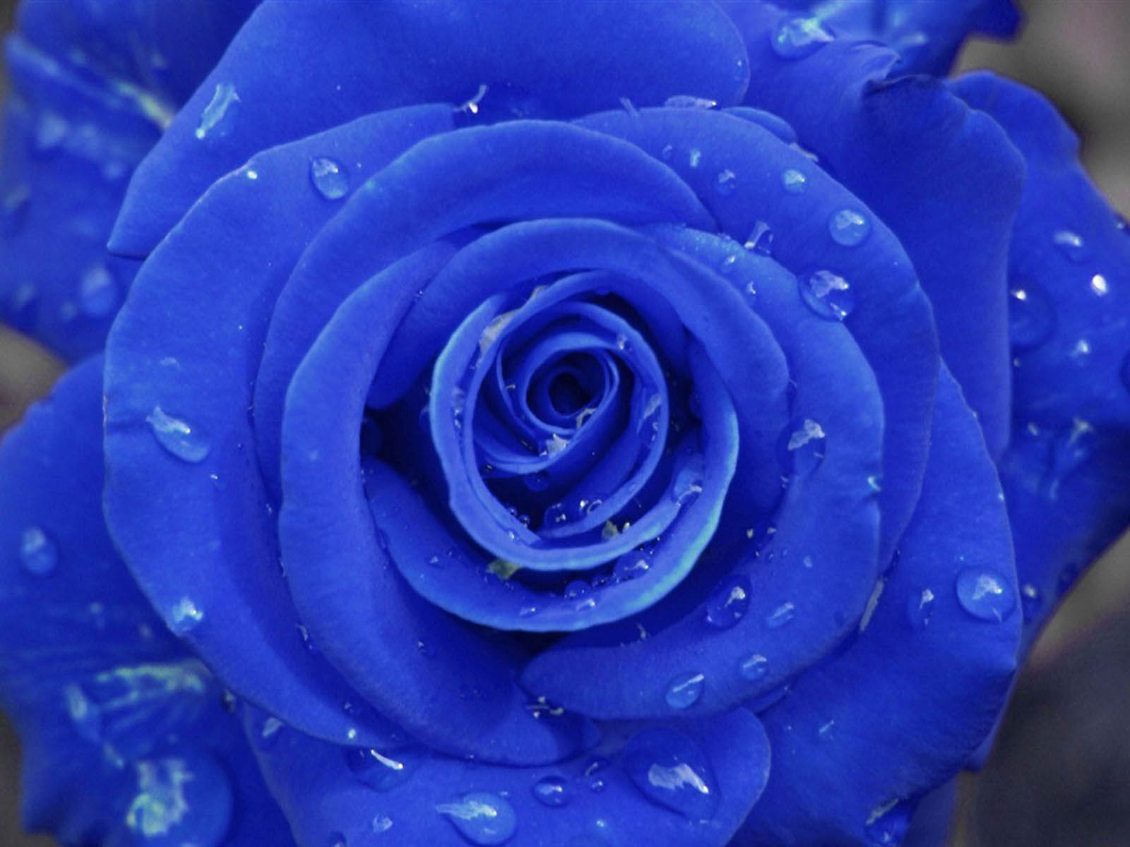 Wallpaper Blue Rose