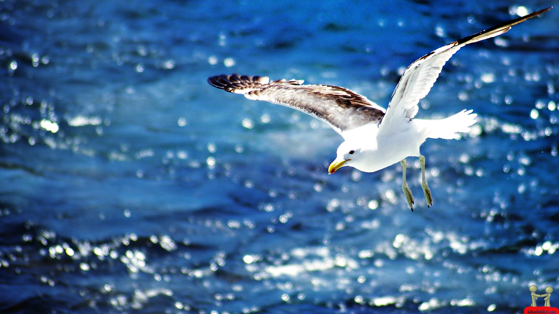 Beautiful Flying Seagull HD Wallpaper E Entertainment