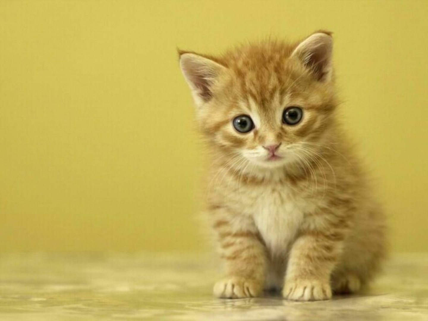 Pixel Desktop Wallpaper Cute Kitten