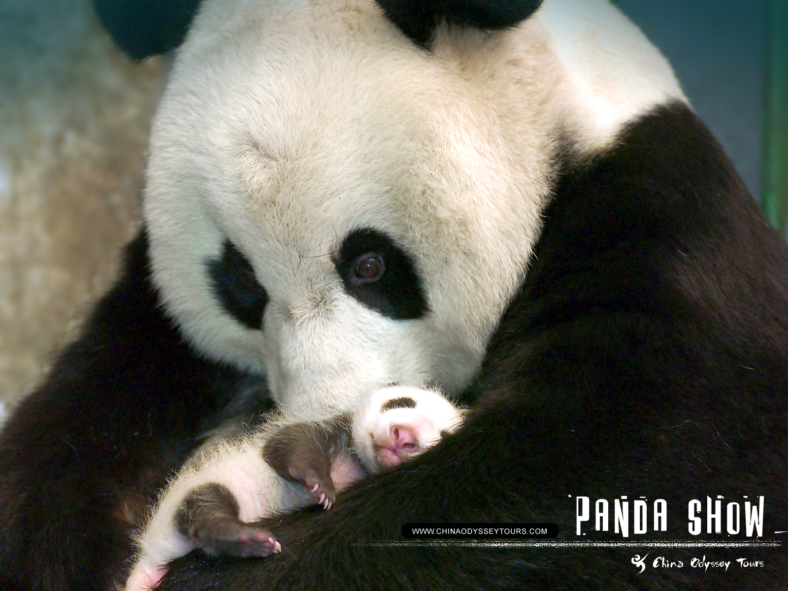 Wallpaper Panda Pandas Sweet Animals Bear