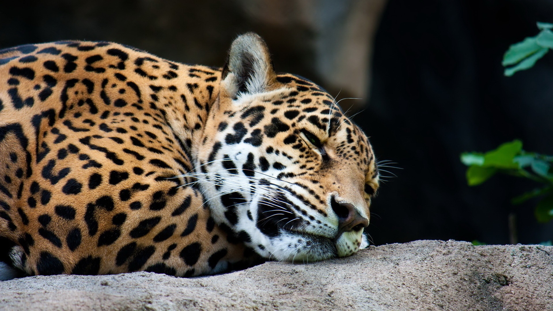 Jaguar Animal Black Cat Close Up