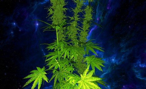 Appszoom Android Themes Wallpaper Weed 3d Live Full