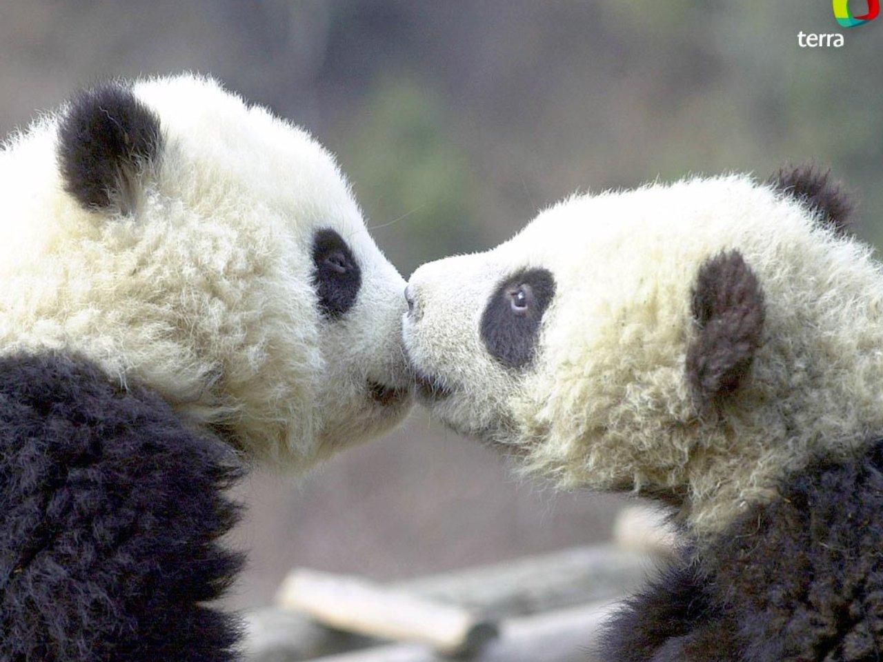 Animal Pandas Kissing Picture Photos