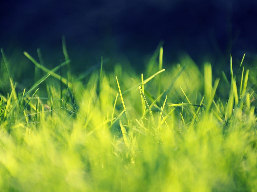 To Download Green Grass wallpaper click on full size and then right