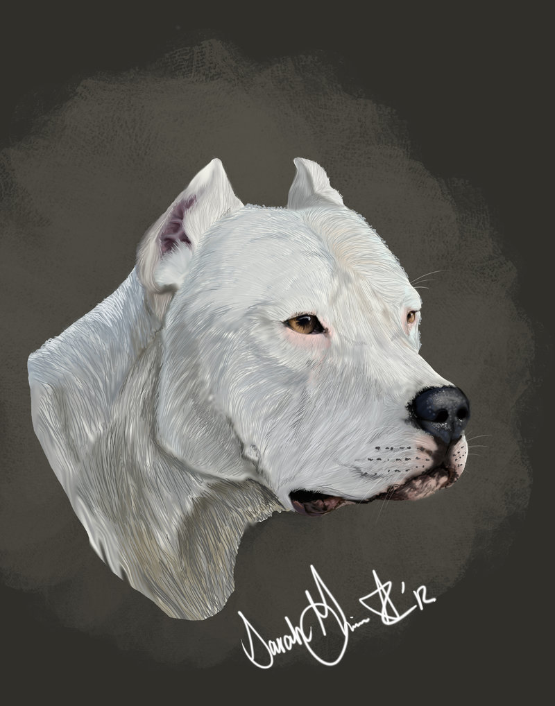 Dogo Argentino By Airhead77