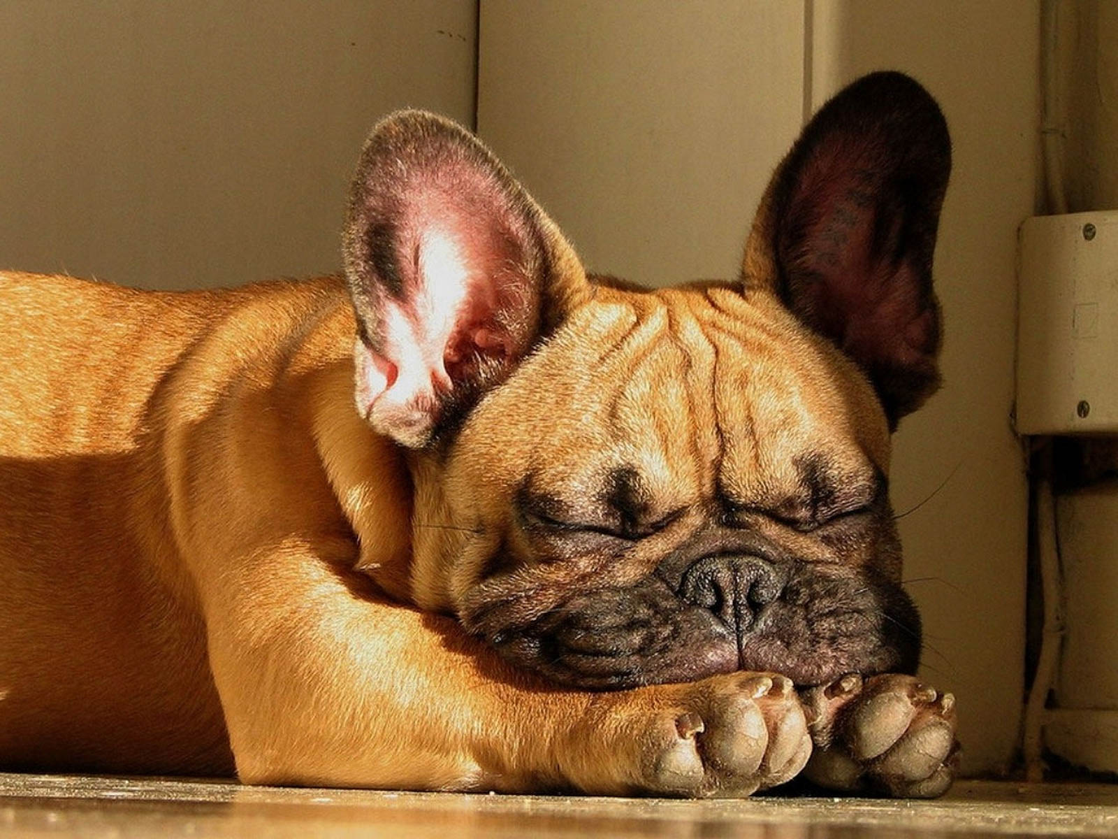 🔥 Download French Bulldog HD Wallpaper In High Resolution All by ...
