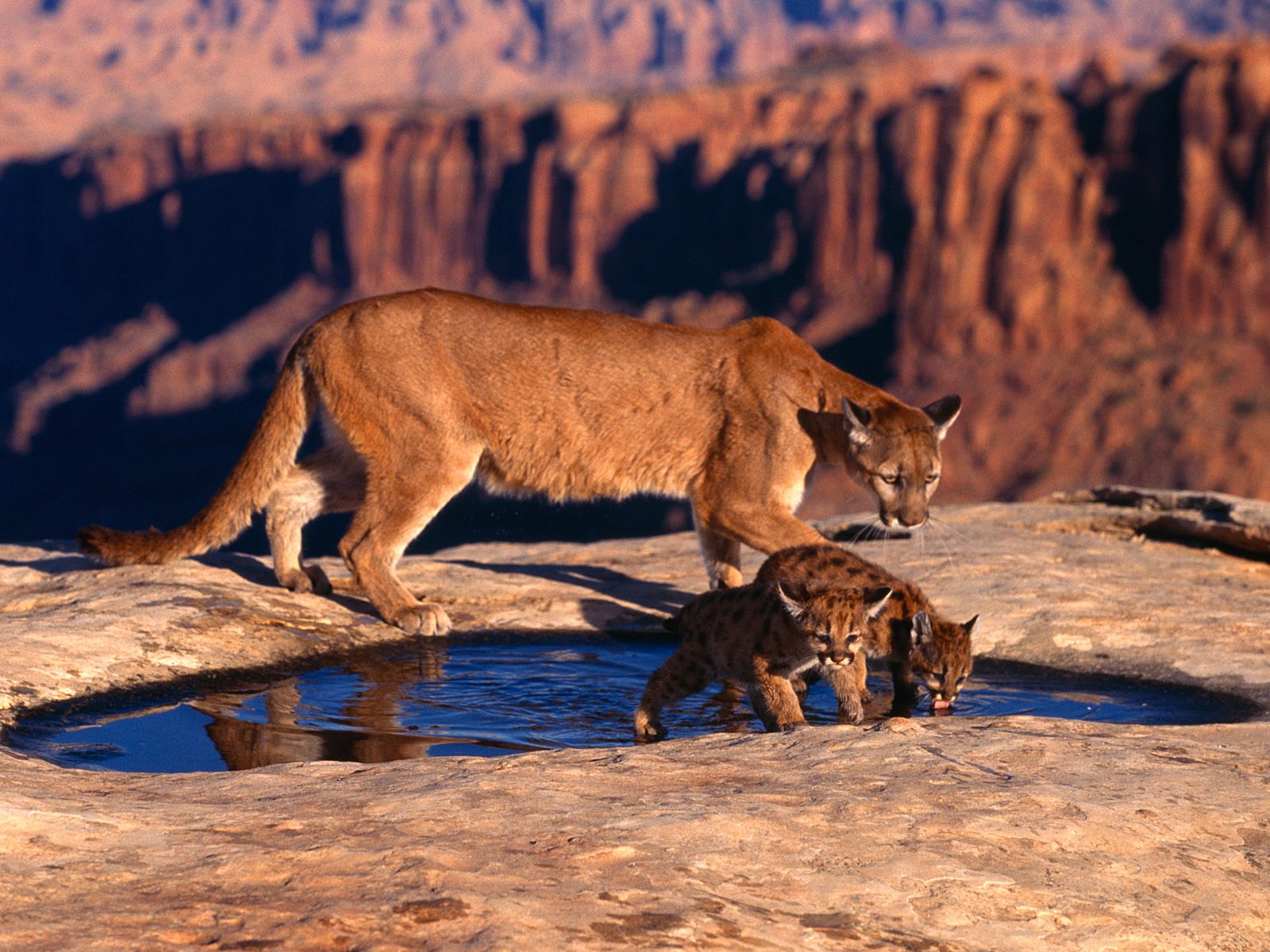 Wallpaper Animals Mother Cougar With Baby Cougars Drinking