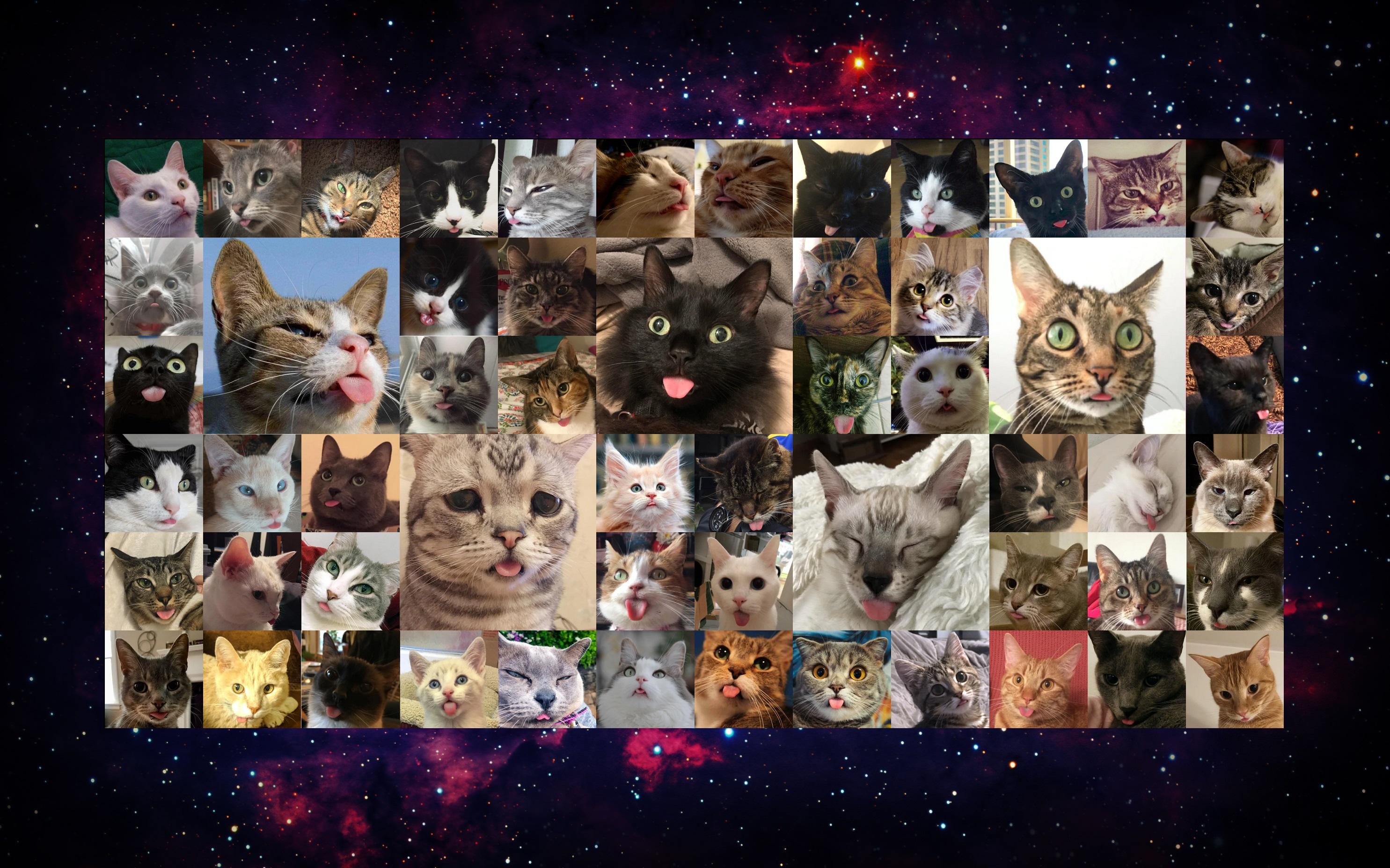 A Blep Pilation Wallpaper I Made For Coworker In Good Old