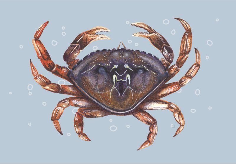 A Colourful Dungeness Crab On Bubble Sea Background Wallpaper
