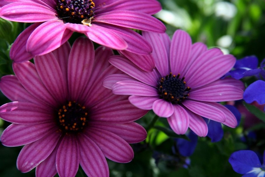 Purple And Pink Flowers Wallpaper Amp