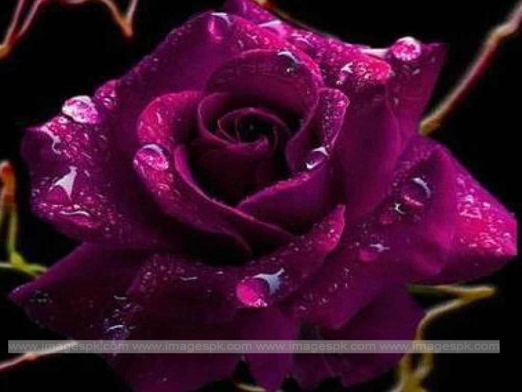 [71+] Violet Rose Wallpaper on WallpaperSafari