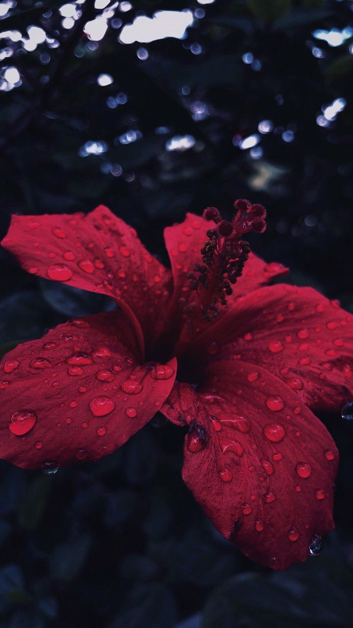 Selected Hibiscus Flower Wallpaper Aesthetic You Can Get It Of