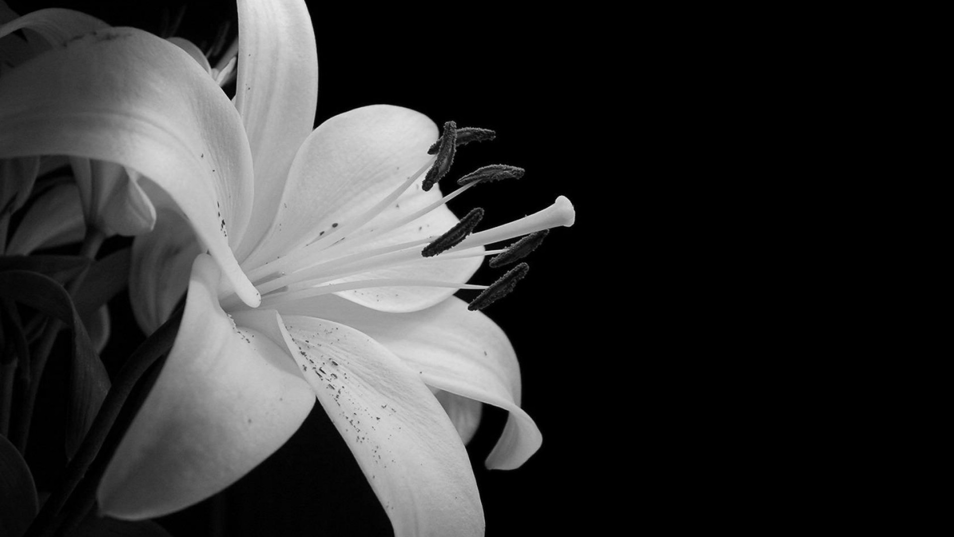 Black And White Wallpaper Px