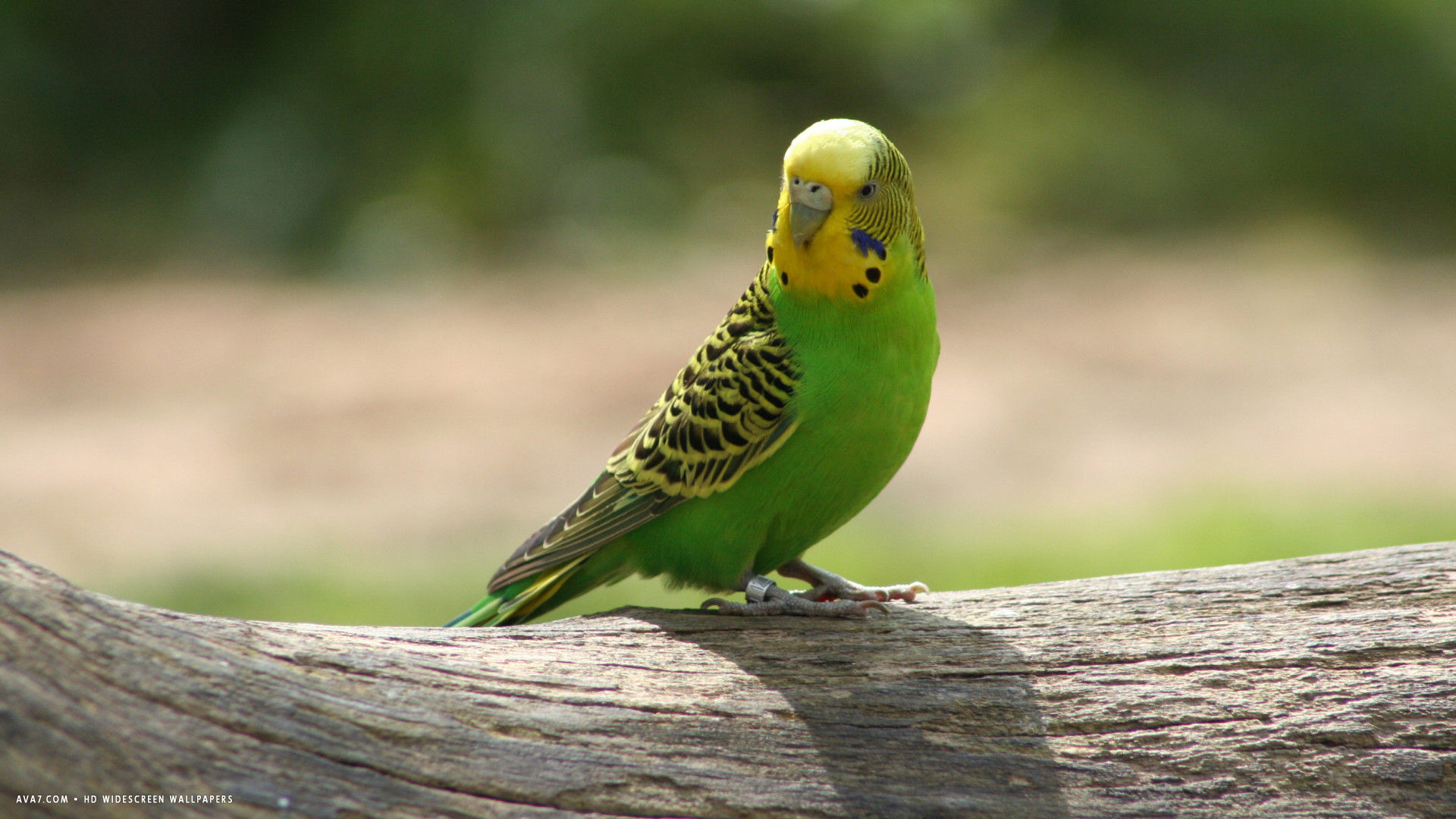 Budgie Budgerigar Bird Green Sitting Parrot HD Widescreen