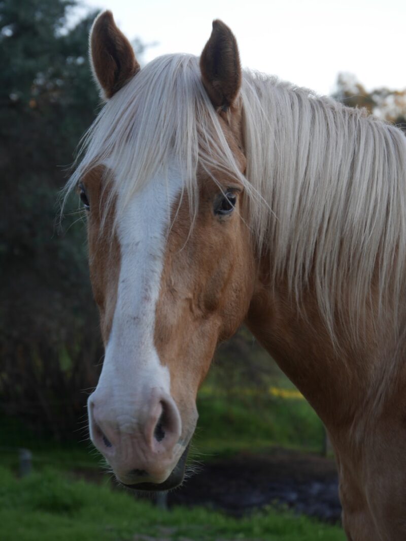 Beautiful Horse Wallpaper For Your Screen