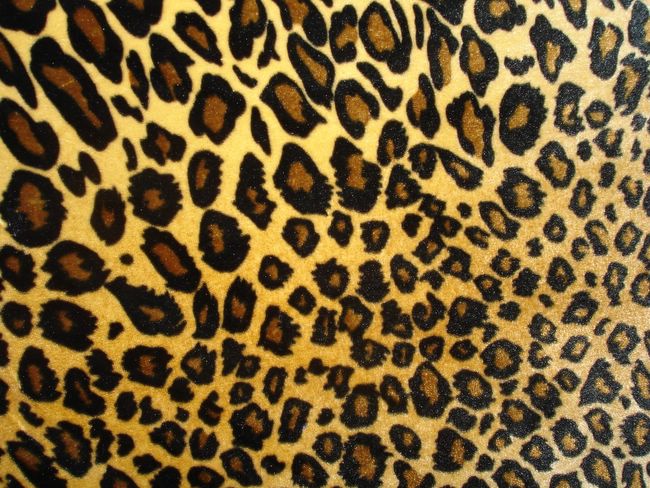 Amazing Leopard Print Wallpaper