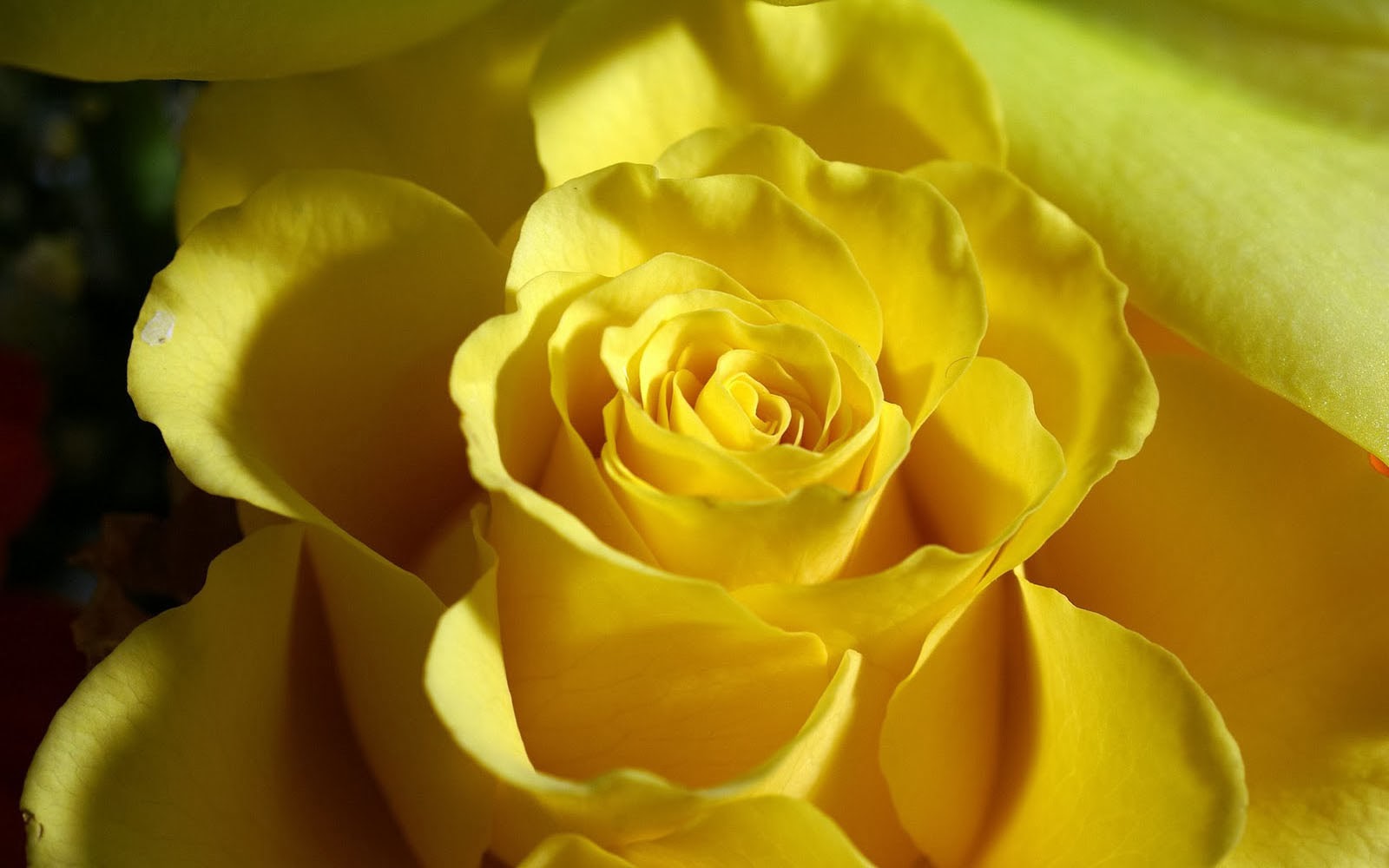 Yellow Rose Desktop Background Photos
