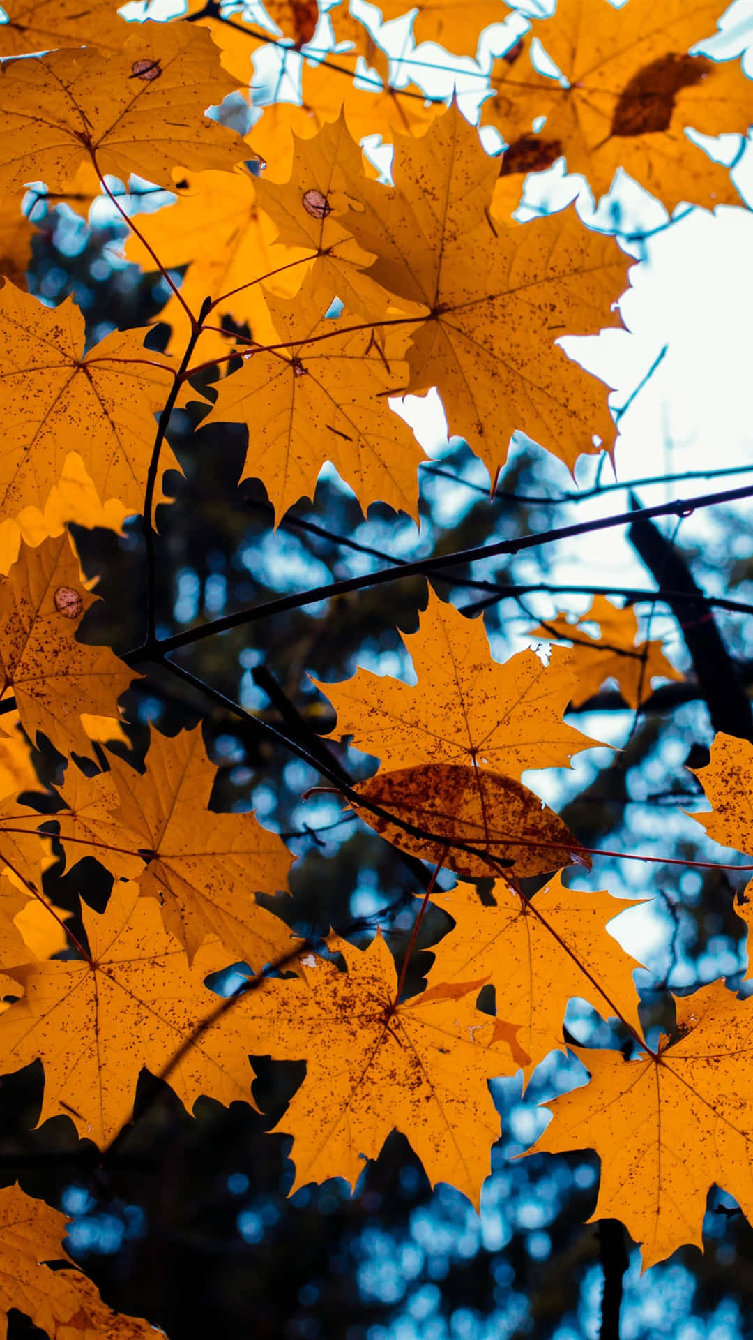 Autumn iPhone Plus Wallpaper