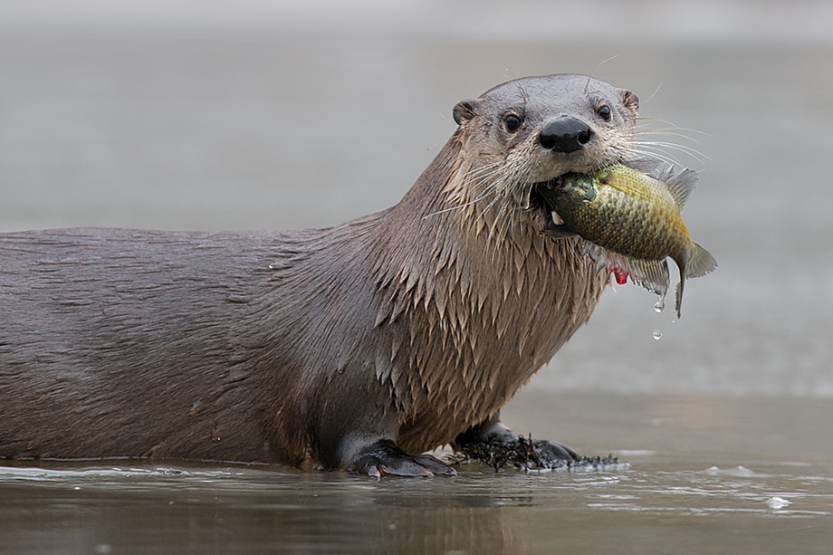 Do otters eat a lot of rockfish fisherynationcom