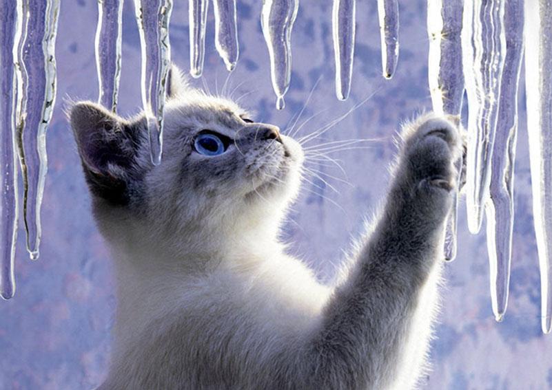 Winter Cat Pixdaus