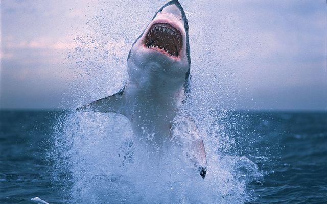 The Most Awesome Wallpaper For People Who Love Shark Week Gallery