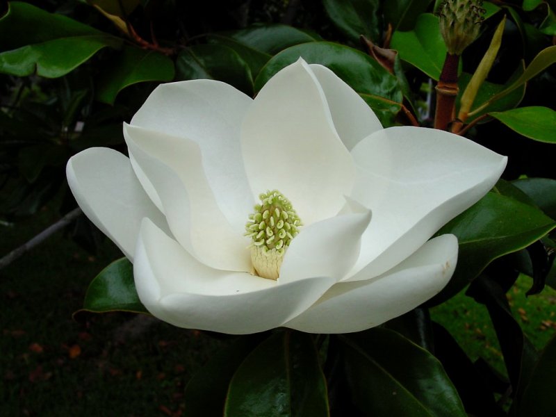 Lo Sapevate Che La Magnolia Stata Utilizzata Per Medicina