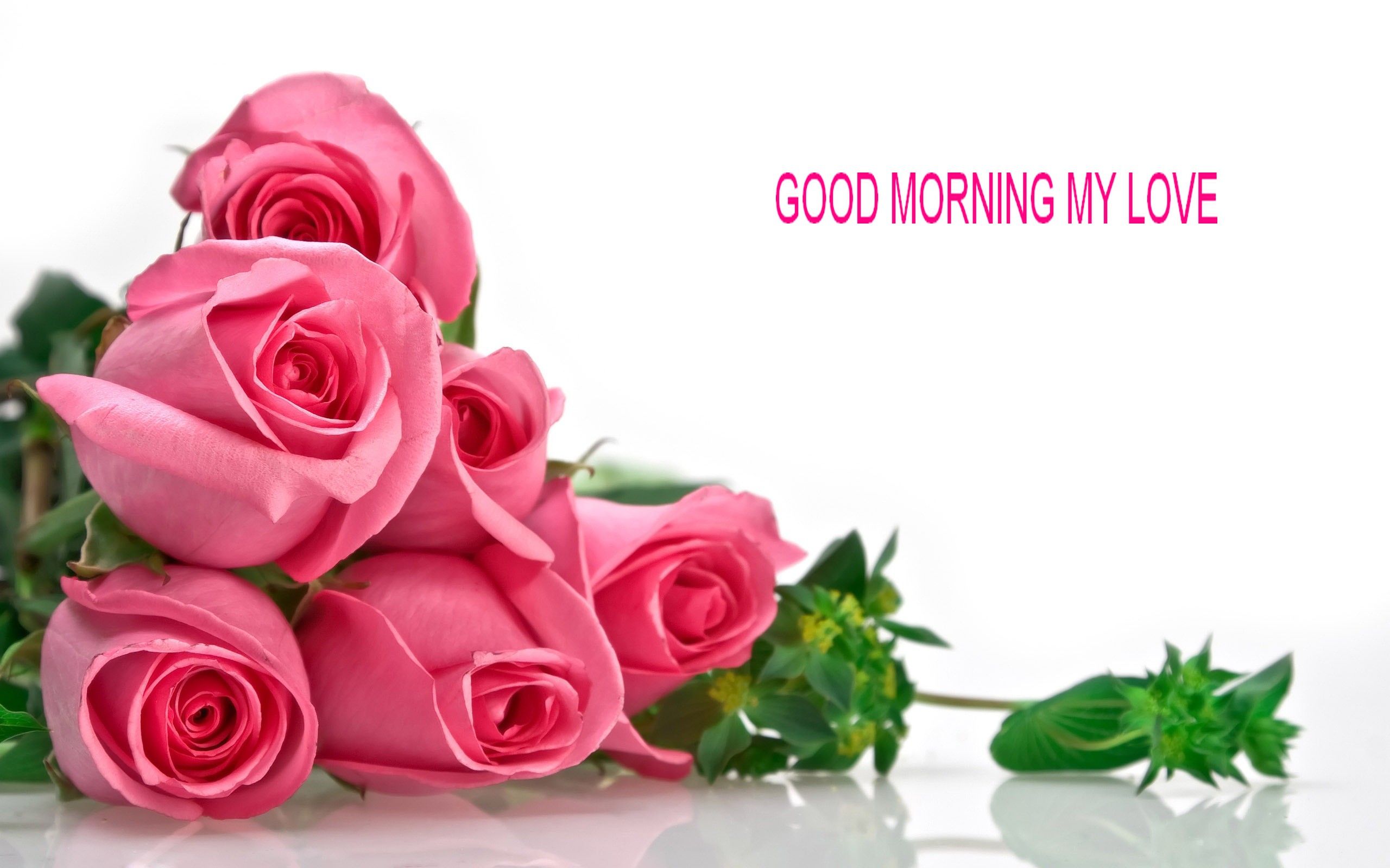 Good Morning Rose Wallpaper Phz Flower