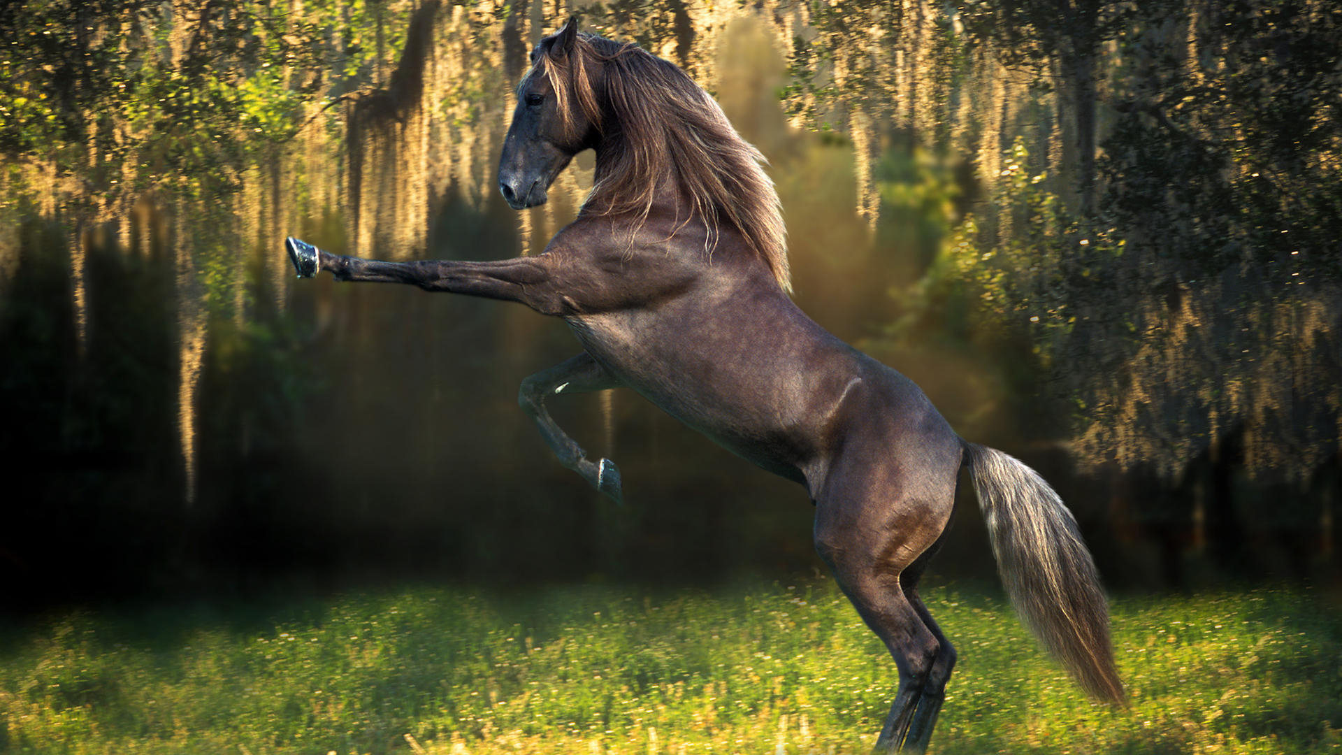 Horse Desktop Wallpaper Background For HD