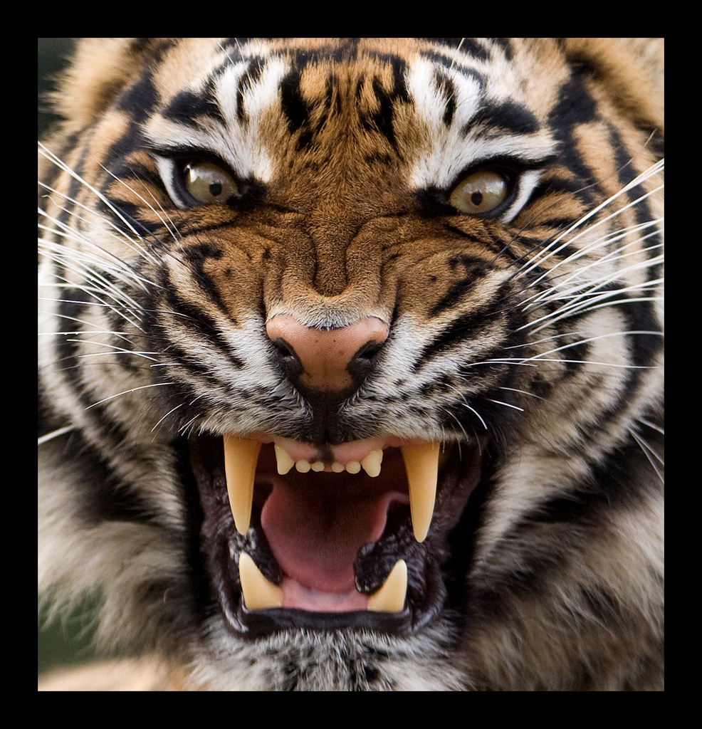 Angry Tiger Theo Kruse Flickr