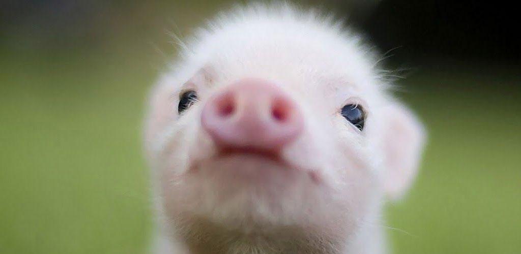 Cute Pig Wallpapers   Cute Baby Pig Backgrounds   1024x500