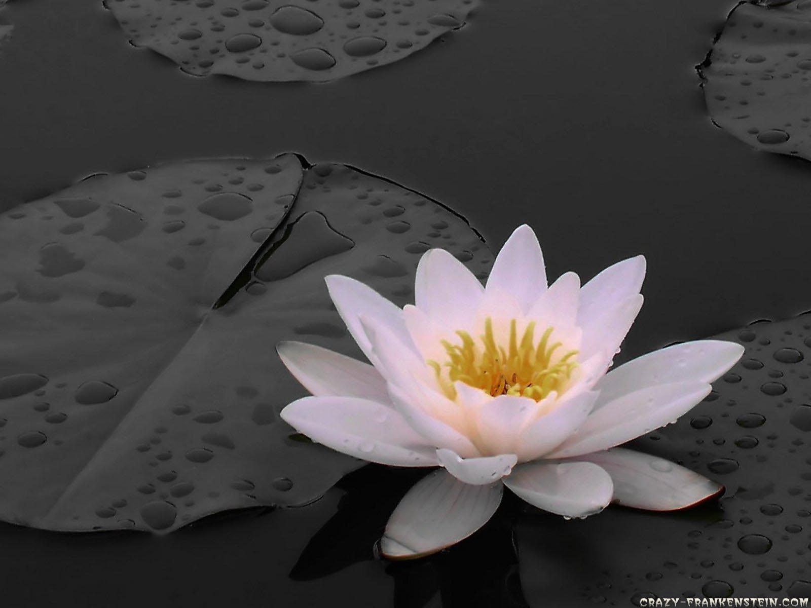 lily flower wallpaper 6 lily is a flower of the many flowers i like i 1600x1200